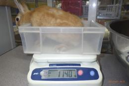 US-722  US-703の更新　ネザーランドドワーフ　親に成りました。♀