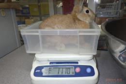 US-723 ネザーランドドワーフ　親に成りました。♂