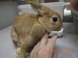 US-724　ネザーランドドワーフ　親に成りました。妊娠かも?