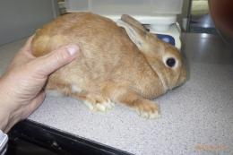 US-724　ネザーランドドワーフ　親に成りました。妊娠かも?