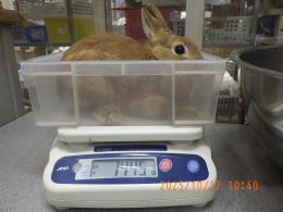 US-724　ネザーランドドワーフ　親に成りました。妊娠かも?