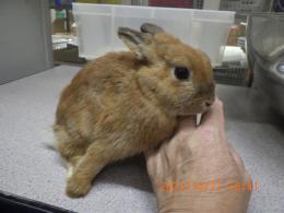 US-725 ネザーランドドワーフ　親に成りました。♀(ココにて種親に)