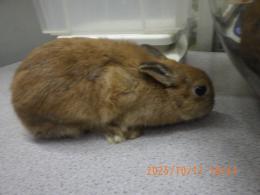 US-725 ネザーランドドワーフ　親に成りました。♀(ココにて種親に)