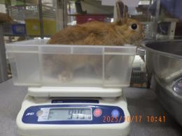 US-725 ネザーランドドワーフ　親に成りました。♀(ココにて種親に)