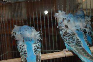 IN-1135 羽衣セキセイインコの若鳥 | キットウココ ペット部