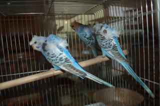 IN-1135 羽衣セキセイインコの若鳥 | キットウココ ペット部