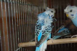 IN-1135 羽衣セキセイインコの若鳥 | キットウココ ペット部