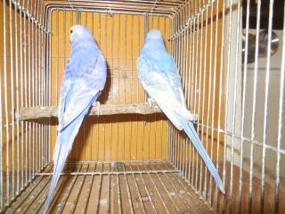 IN-1630 セキセイインコ・レインボー雄雌で | キットウココ ペット部