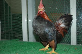 ●超特価・新品未使用・スプラッシュプルーフ鳥かご 110cm・小動物全般OK 3点セット パック1 | 株式会社スドー｜観賞魚・水草 爬虫類