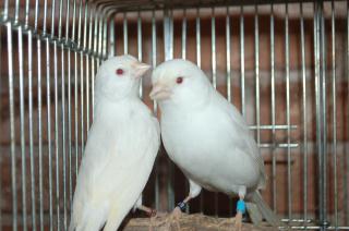 KOT-971 赤目の白カナリヤ 雄雌で その2  キットウココ ペット部