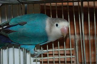 型染　丸ポシェット　ルリゴシボタンインコA        