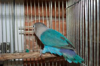 型染　丸ポシェット　ルリゴシボタンインコA        