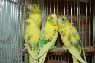 In 638 若セキセイインコ ハルクイン種 雄雌で キットウココ ペット部 In 638 若セキセイインコ ハルクイン種 雄雌で キットウココ ペット部