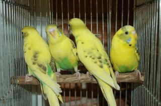 In 638 若セキセイインコ ハルクイン種 雄雌で キットウココ ペット部 In 638 若セキセイインコ ハルクイン種 雄雌で キットウココ ペット部