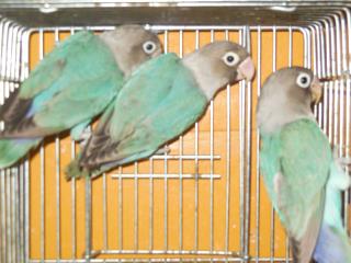 IN-1600 国産ブルーボタンインコ・雄1雌2います。 | キットウココ ペット部