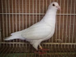 HT-880 白い鳩・オス 17C-166 | キットウココ ペット部