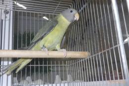 IN-4366　コセイインコ　若♀