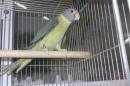 IN-4366　コセイインコ　若♀
