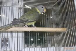 IN-4366　コセイインコ　若♀
