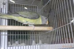 IN-4366　コセイインコ　若♀