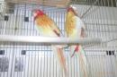 IN-4367　ナナクサインコ・ルビノーの若雄