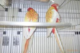 IN-4367　ナナクサインコ・ルビノーの若雄