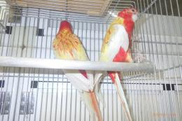 IN-4367　ナナクサインコ・ルビノーの若雄