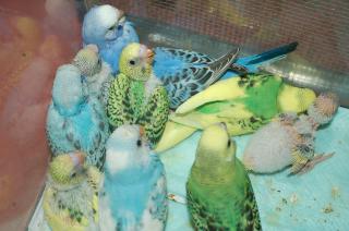 セキセイインコ専用　31個セット セキセイインコ専用 31個セット