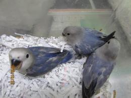 In 3256 コザクラインコ Hfコバルトバイオレット雛 更新 キットウココ ペット部 In 3256 コザクラインコ Hfコバルトバイオレット雛 更新 キットウココ ペット部