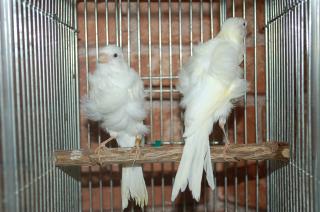 KOT-629 白巻き毛カナリヤ ペアで キットウココ ペット部