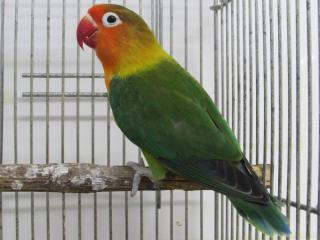 In 3094 ルリコシボタンインコ おそらく雌 キットウココ ペット部