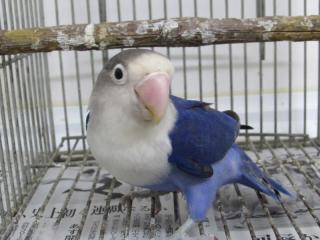 ルイ・イカール、ボタンインコ、豪華限定版・定価１０万３千円、新品額付 IN-3095 ルリコシボタンインコ・バイオレット若 おそらく雄