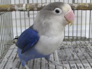 IN-3095 ルリコシボタンインコ・バイオレット若 おそらく雄