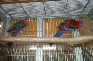 In 653 ベルギー産赤草インコ ペアで キットウココ ペット部 In 653 ベルギー産赤草インコ ペアで キットウココ ペット部