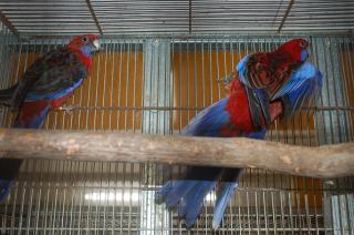 In 653 ベルギー産赤草インコ ペアで キットウココ ペット部 In 653 ベルギー産赤草インコ ペアで キットウココ ペット部