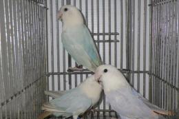 IN-4208 コザクラインコ・パリットブルー 1羽の価格 | キットウココ