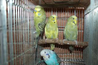 IN-1159 ジャンボセキセイインコの若 1羽の価格 | キットウココ