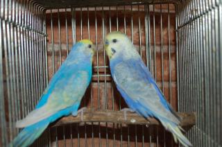 IN-1160 綺麗なセキセイインコ ペア | キットウココ ペット部