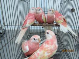 In 3263 アキクサインコ ルビノー若 1羽の価格 キットウココ ペット部 In 3263 アキクサインコ ルビノー若 1羽の価格 キットウココ ペット部