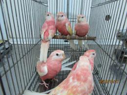 In 3263 アキクサインコ ルビノー若 1羽の価格 キットウココ ペット部