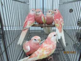 In 3263 アキクサインコ ルビノー若 1羽の価格 キットウココ ペット部