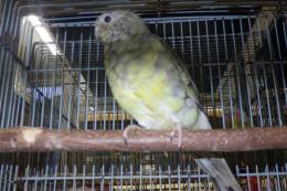 IN-4209　ビセイインコ・ノーマル　雌　当歳の若