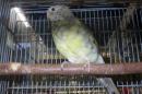 IN-4209　ビセイインコ・ノーマル　雌　当歳の若