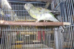 IN-4209　ビセイインコ・ノーマル　雌　当歳の若