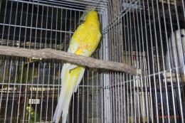 IN-4210　ビセイインコ・ルチノー　雄?