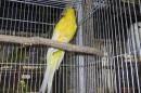 IN-4210　ビセイインコ・ルチノー　雄?
