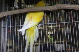 IN-4210　ビセイインコ・ルチノー　雄?