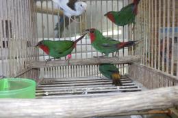 KOT-2770 国産ヒノマルチョウ　2羽で