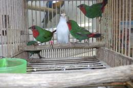 KOT-2770 国産ヒノマルチョウ　2羽で