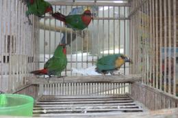 KOT-2770 国産ヒノマルチョウ　2羽で